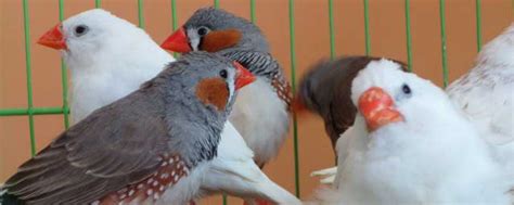 珍珠鳥幼鳥|珍珠鳥怎麼飼養及其外形特徵